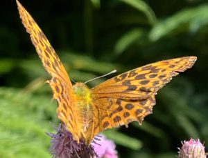 Fritillary Butterfly Roger Burton