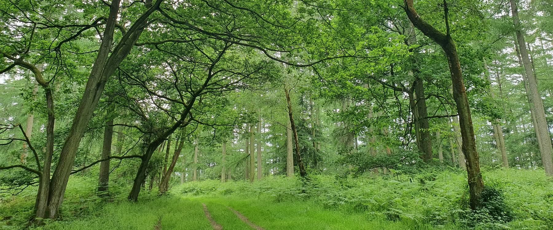 Volunteer - Friends of Mortimer Forest